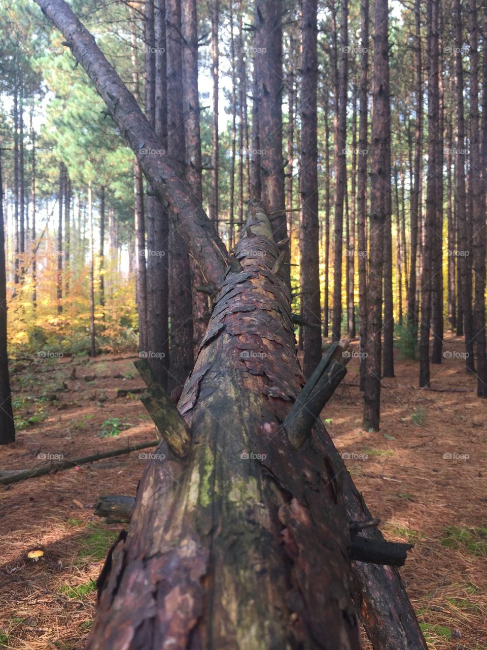 Woods trees in forest