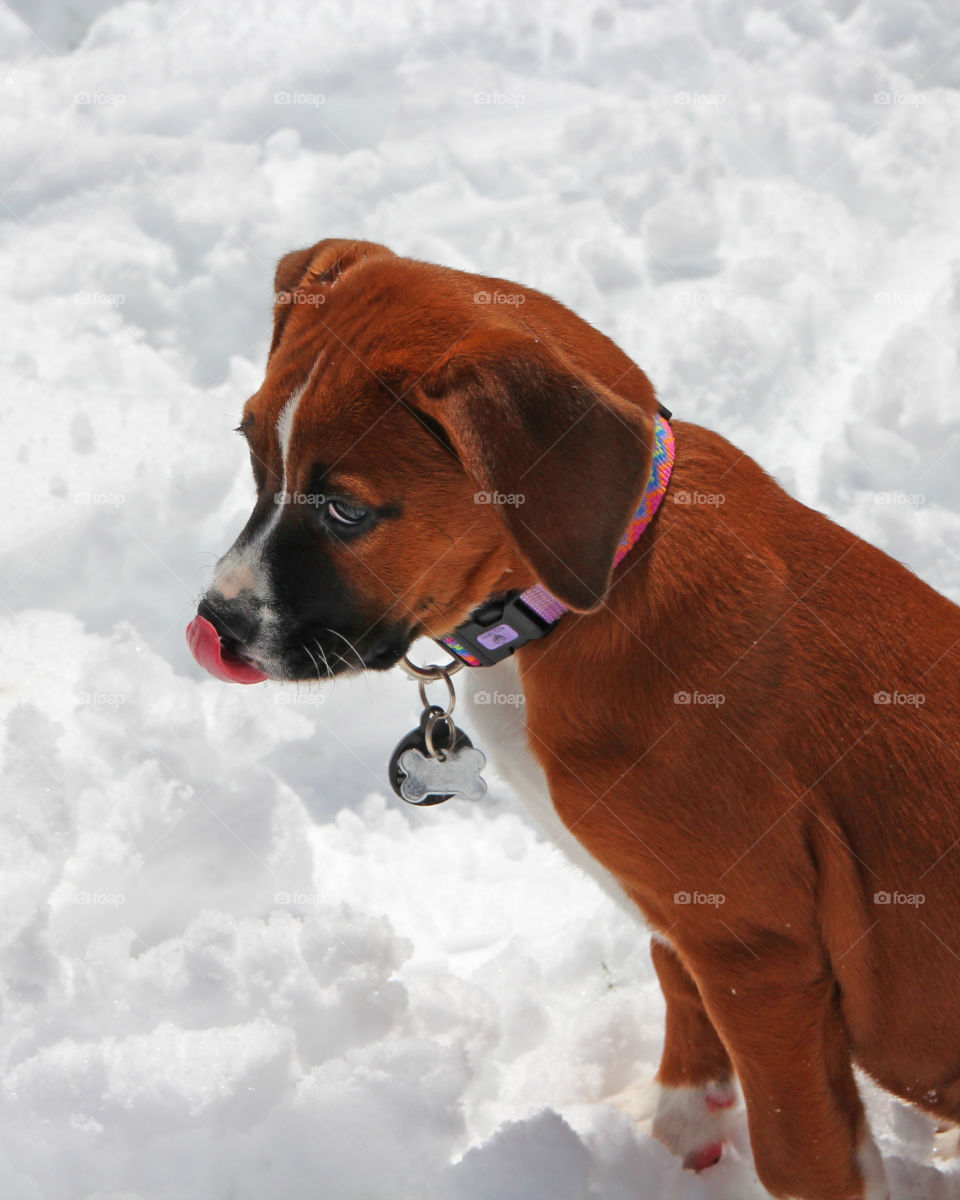 Puppy learning about the snow