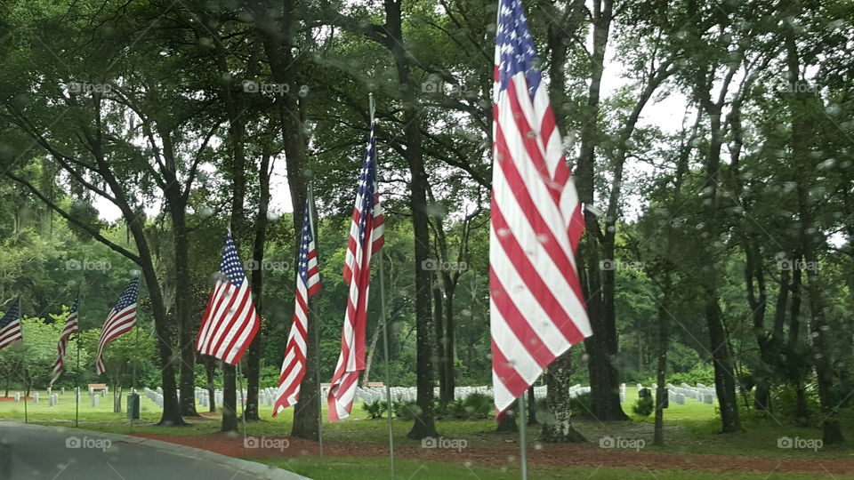 The American flags stand watch at the Florida National Cemetery.