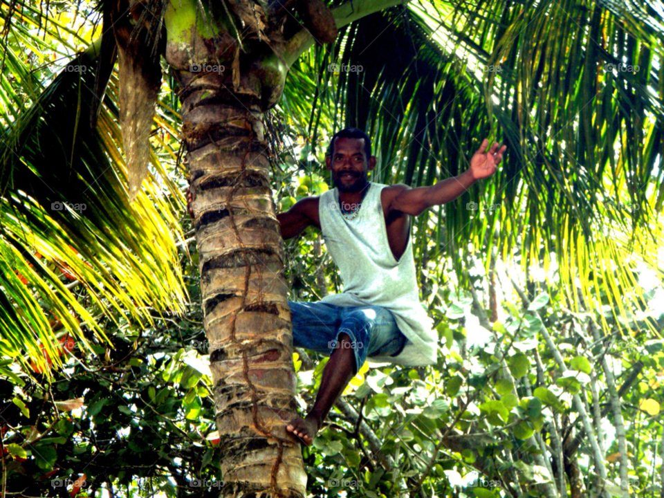 palm tree dominican republic hanging out climbing a palm tree by lagacephotos