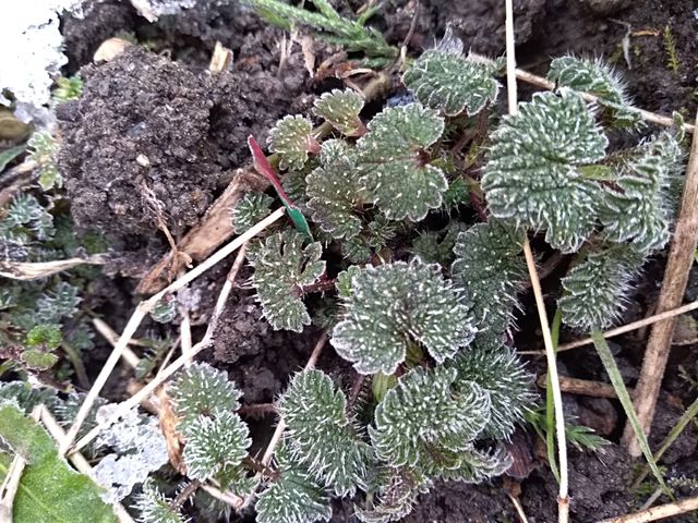 frozen nature