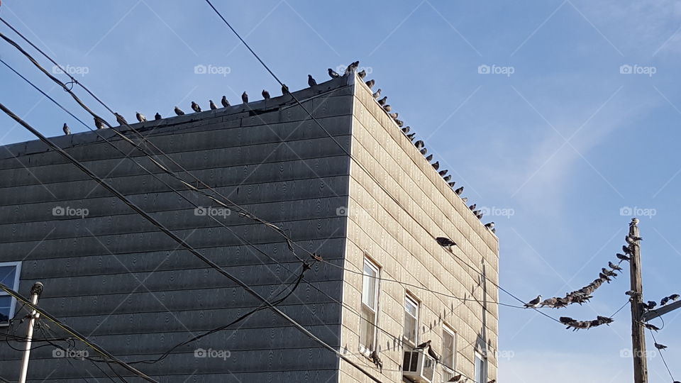 pigeons