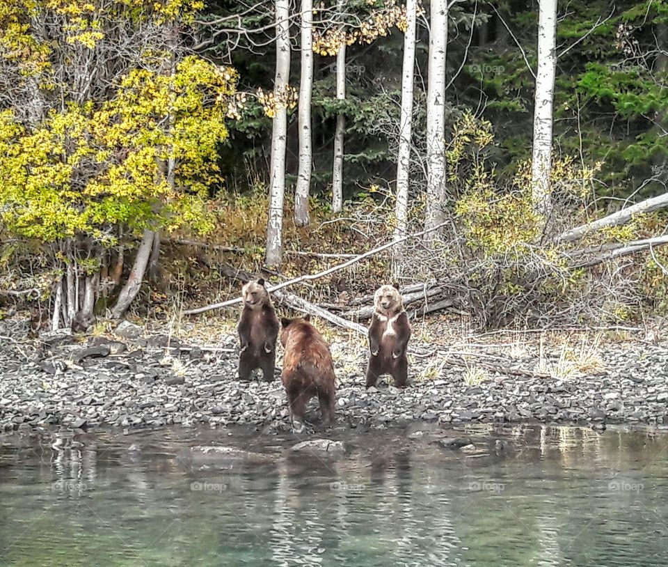 Grizzly family