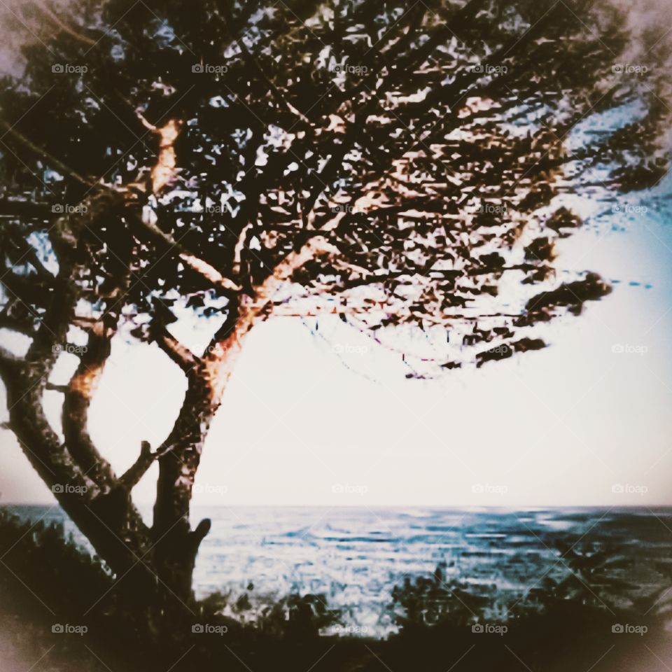 tree and the sea