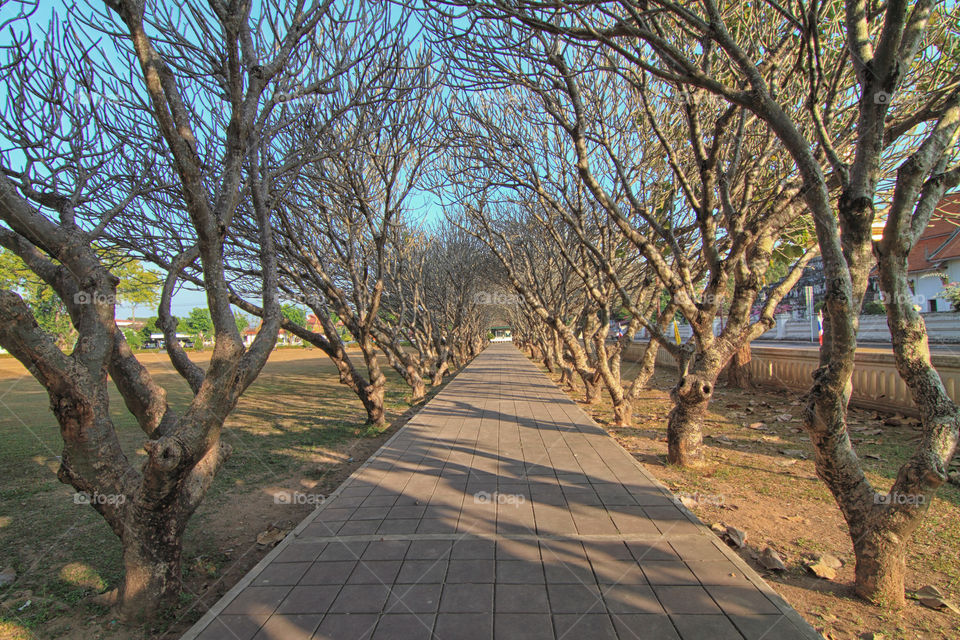 tree tunnels. tree tunnels at the street