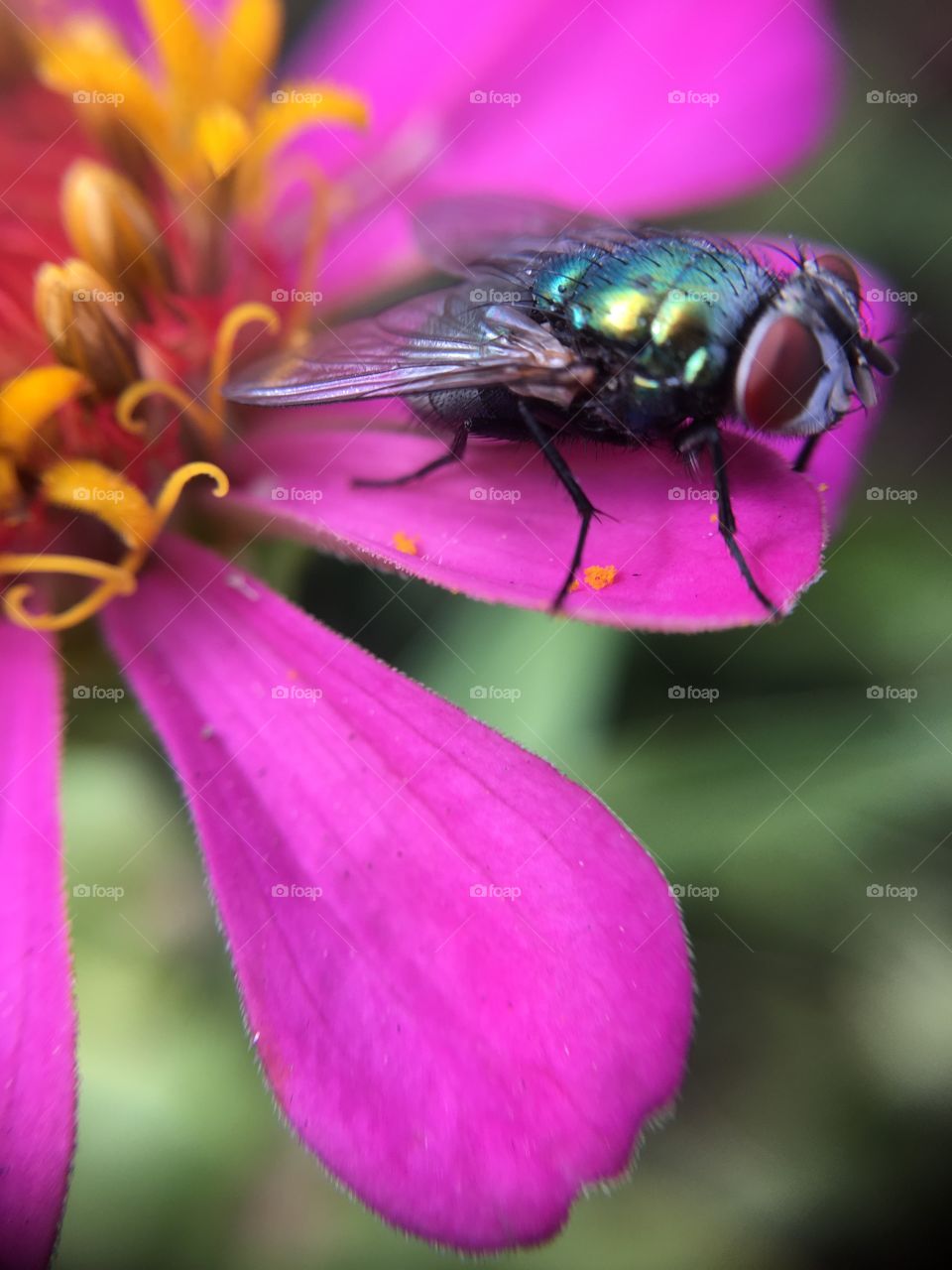 Fly on petal