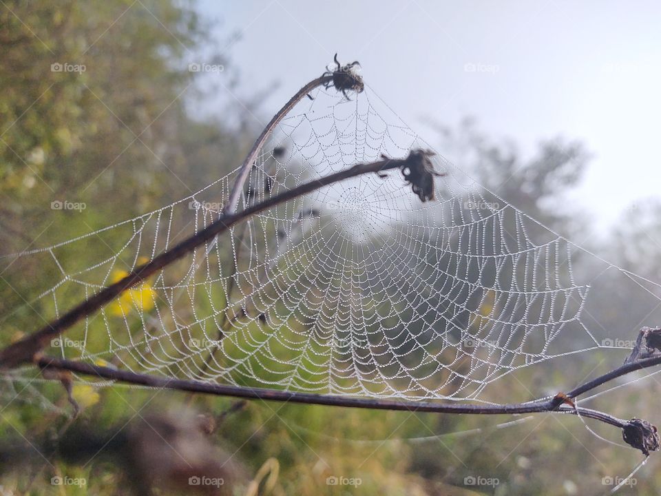 spider web covered with raindrops