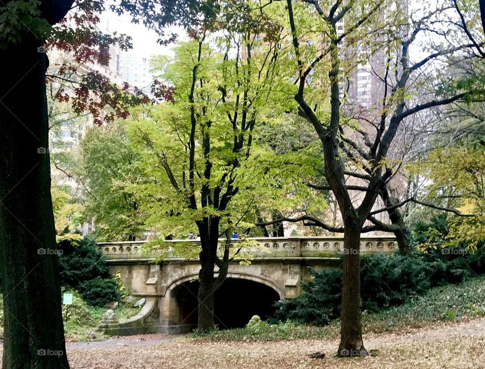 Fall in Central Park 