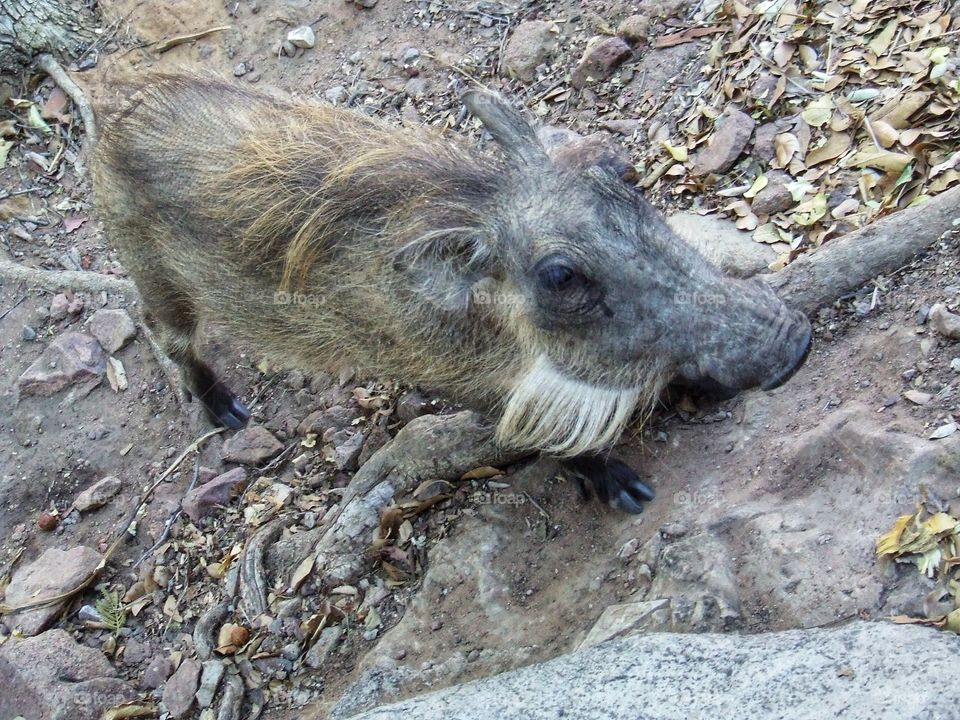Wild boar close-up