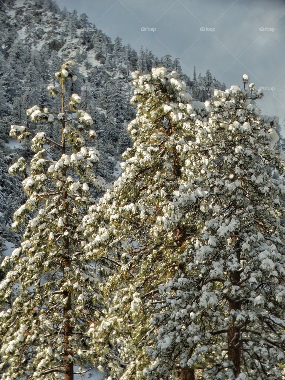 Conifer Forest In Winter