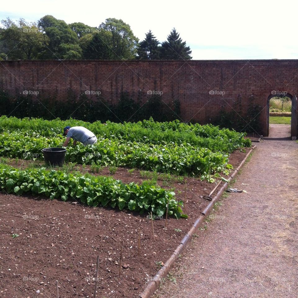 Kitchen garden