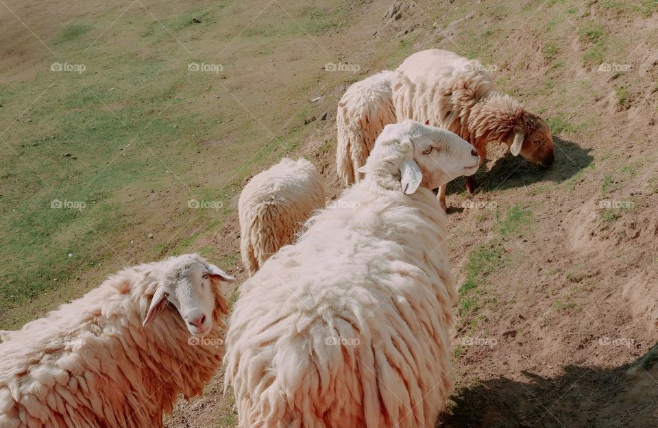 The sheep in the farm turned to look at me