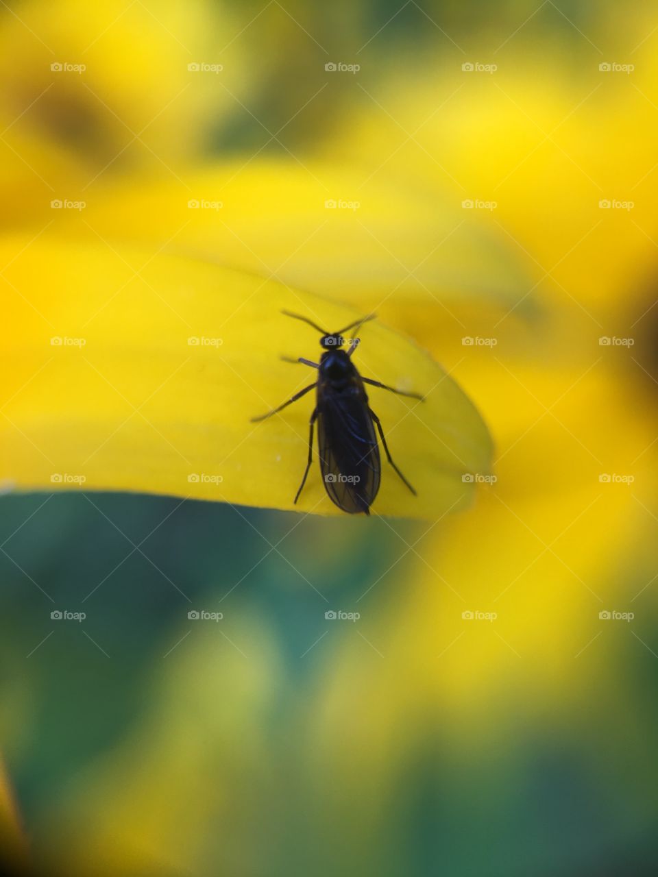 Tiny fly on Black-eyed Susan 