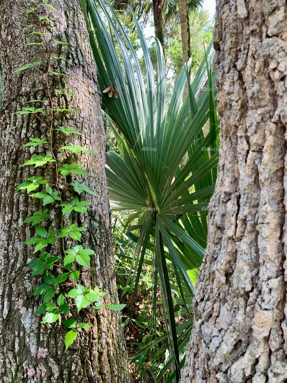 In a tropical forest with central eastern live oak trees, silver palmetto and Virginia creepers plants.