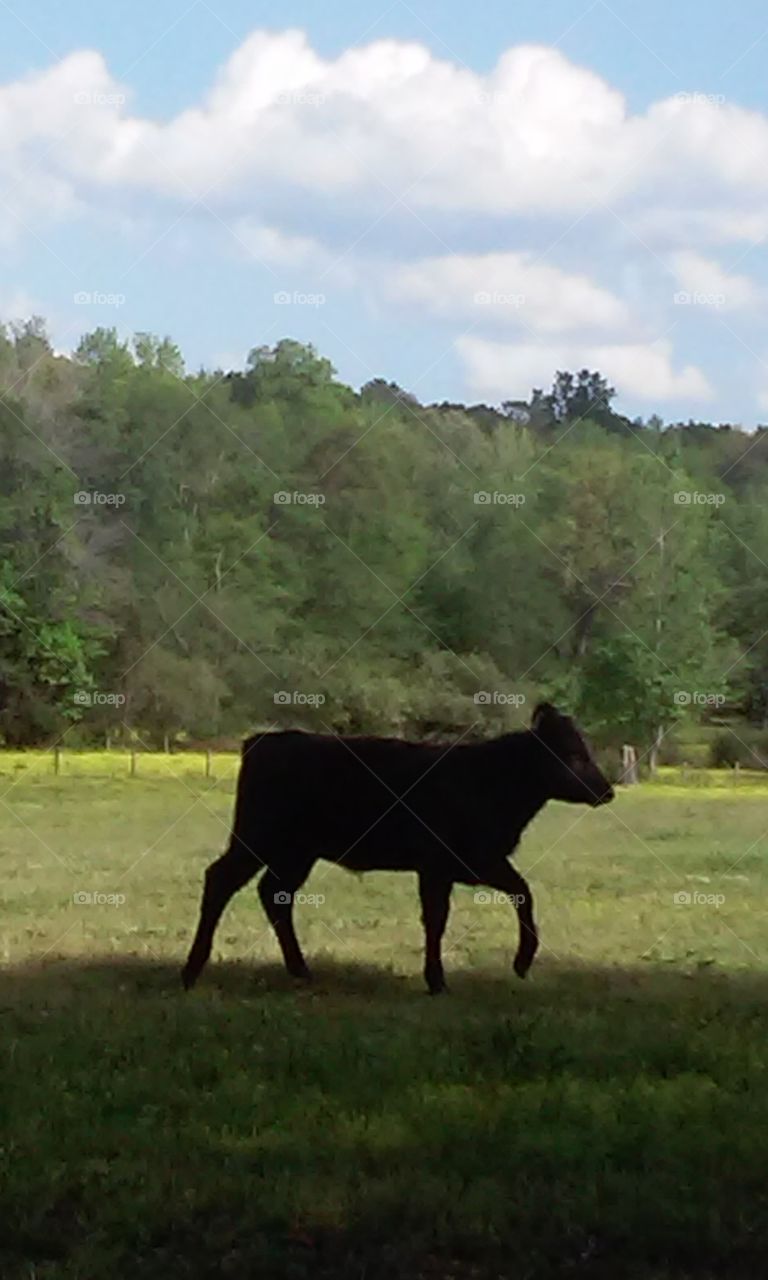 young calf in the pasture