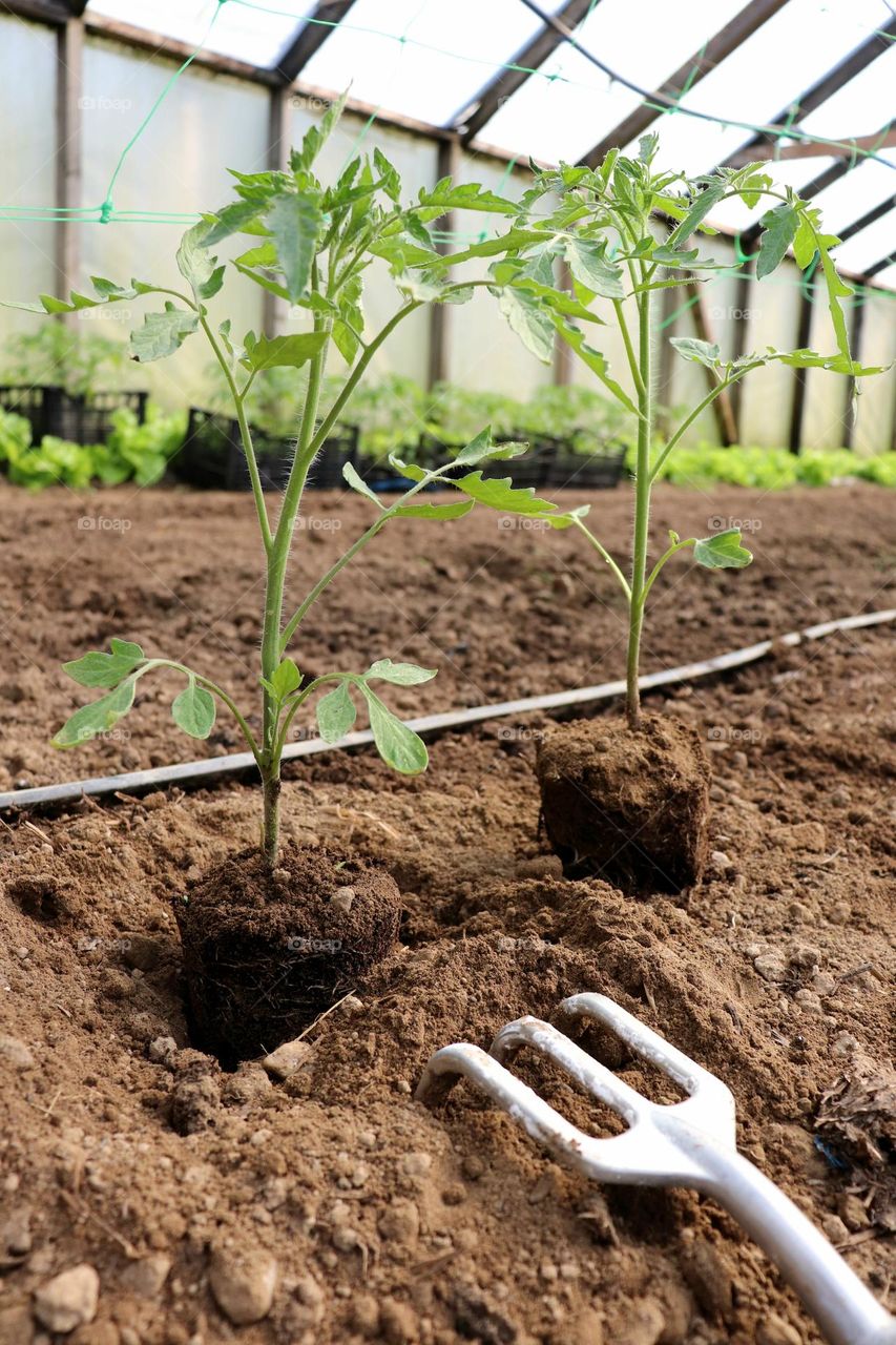 Plant Plants to Celebrate Earth Day