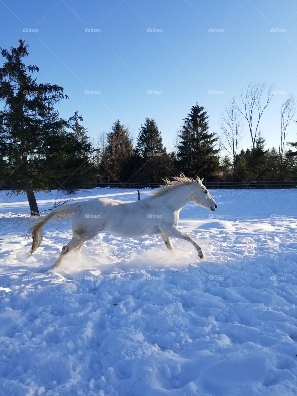 snow princess