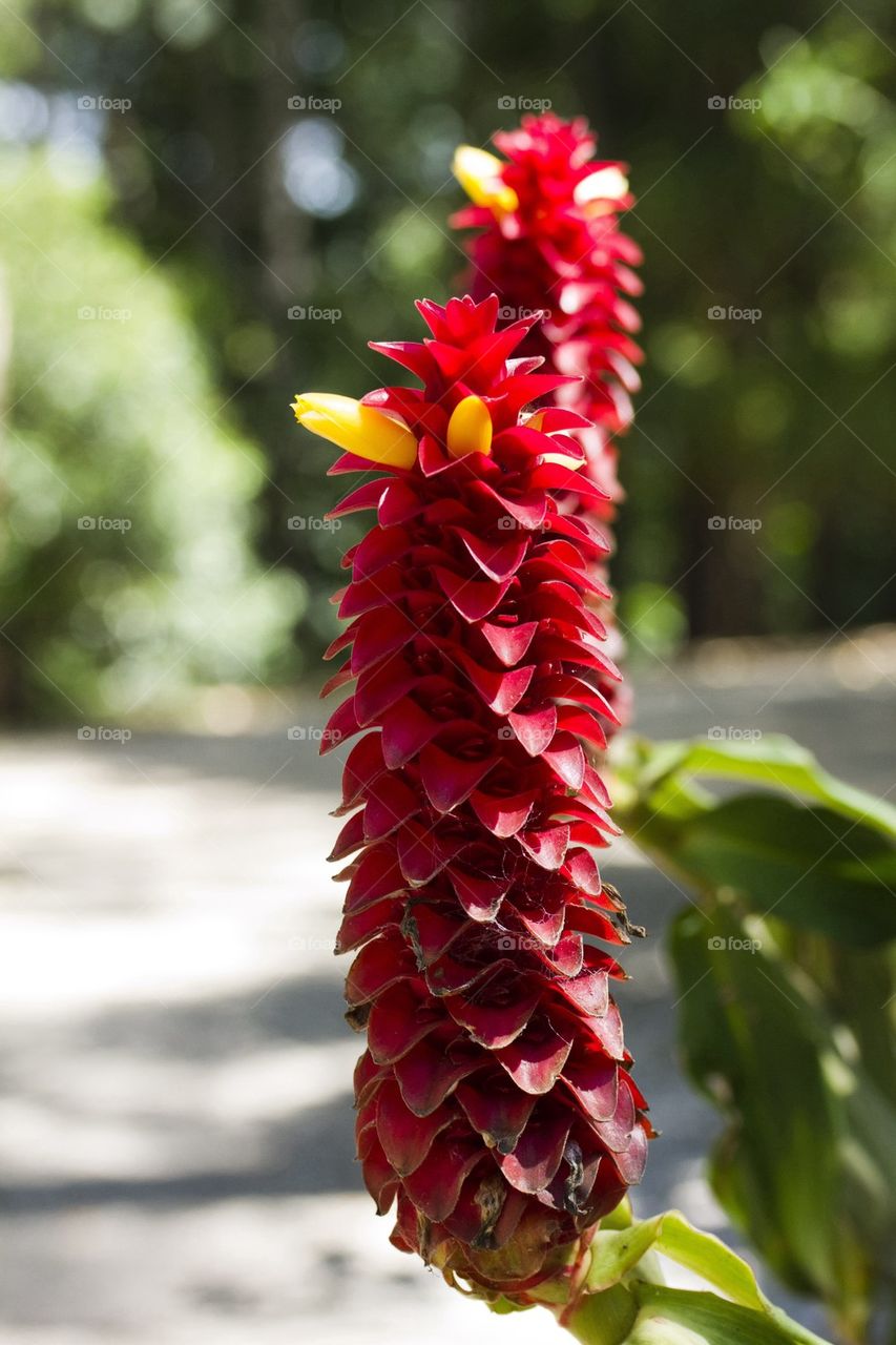 Red Flower in the sun 