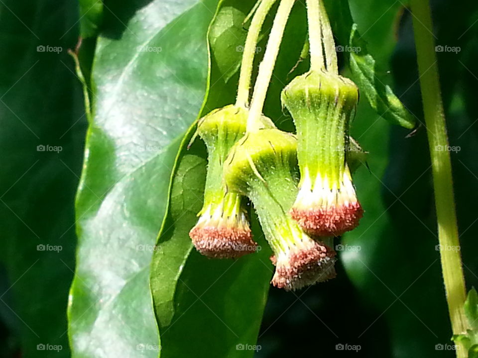 cute created. forests flower