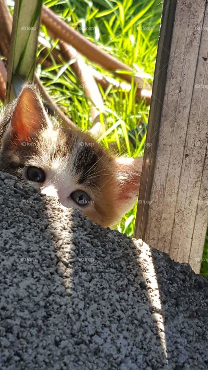A curious little kitten