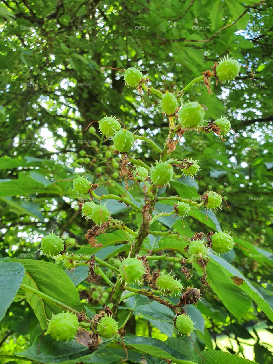 Chestnut tree