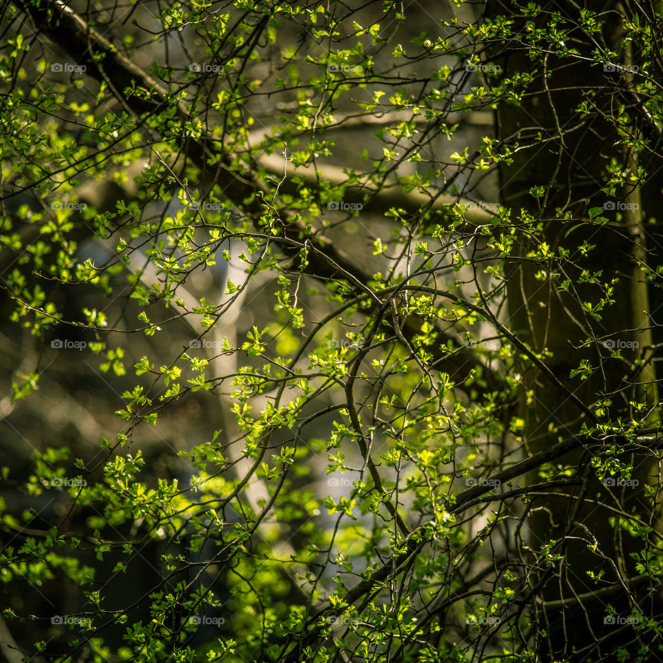 Spring flowers in London