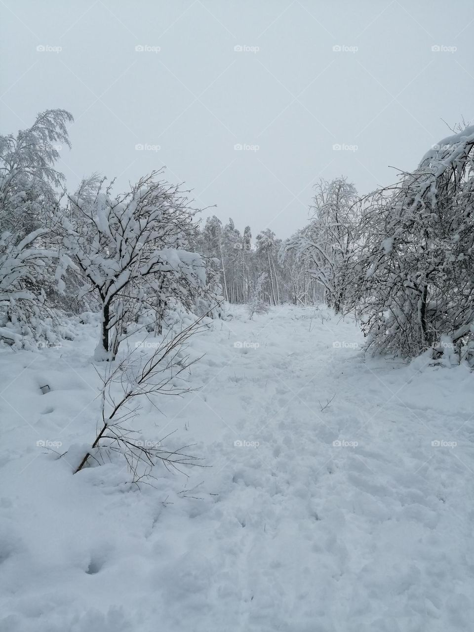 Les Ardennes belge en neige /