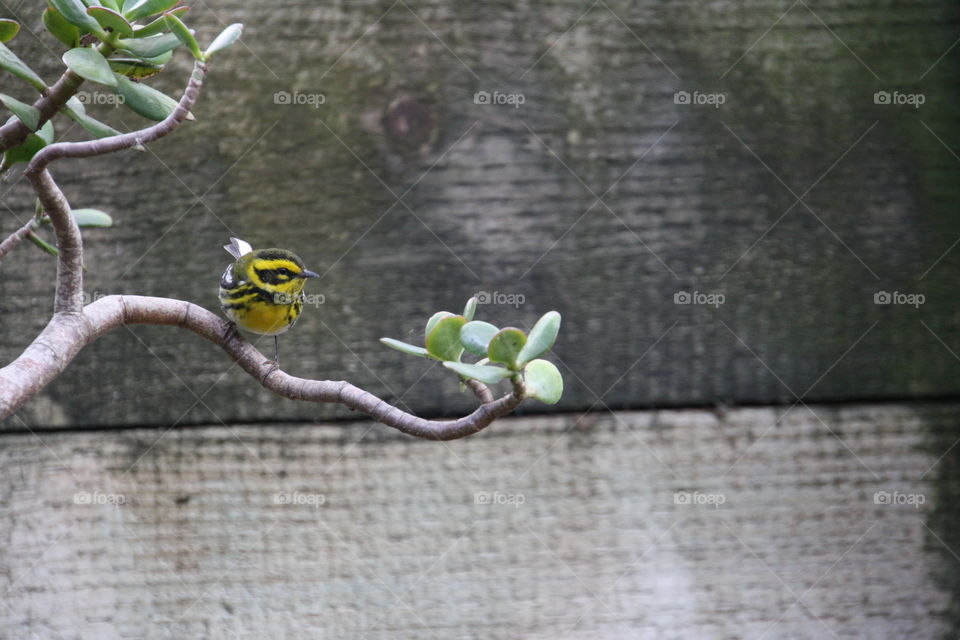 Townsend warbler drinking water from a fountain. Yellow and black feathers 