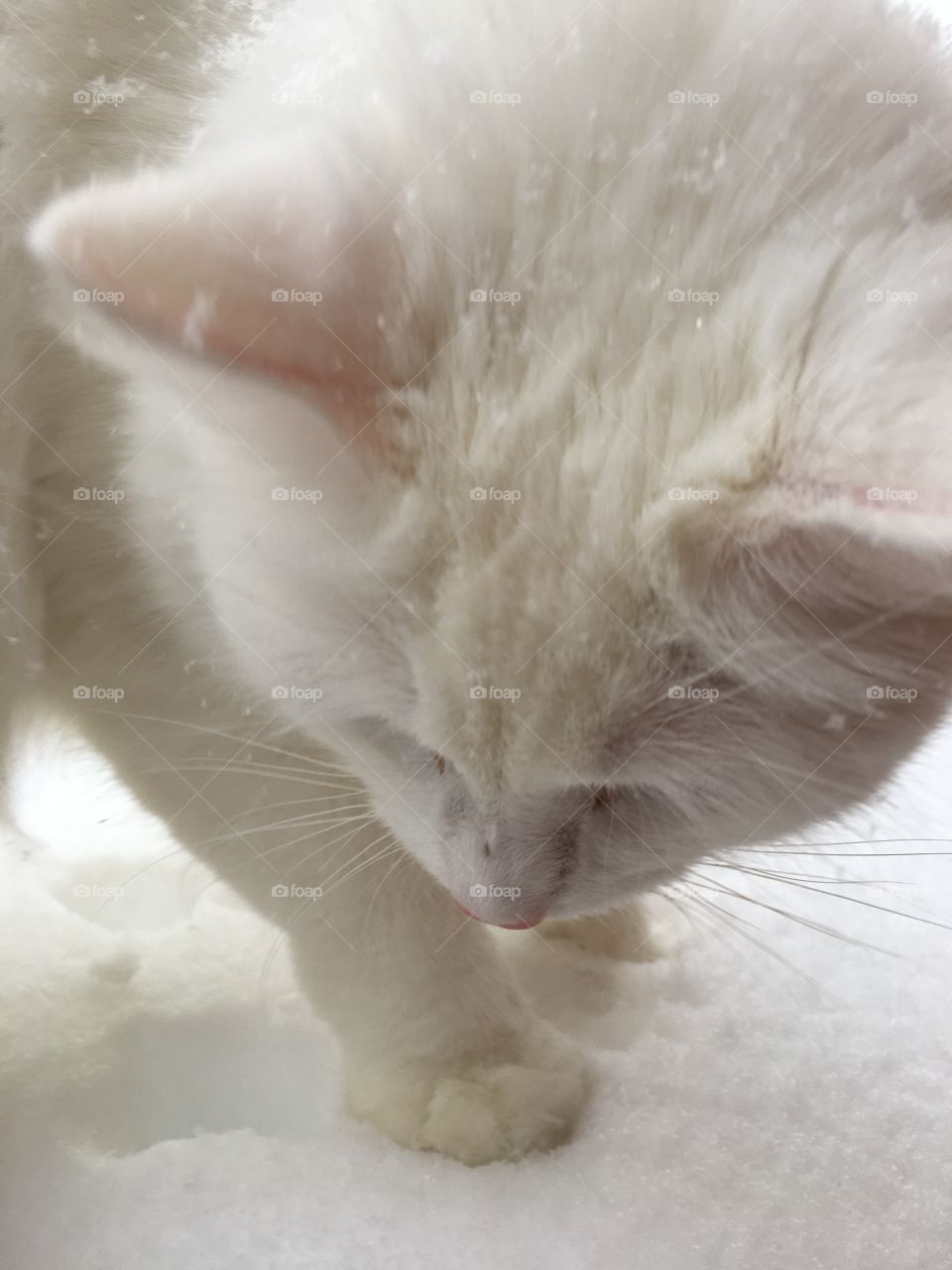 Willow the cat - pretending to be an Arctic Fox in the snow. Not sure she liked it. 