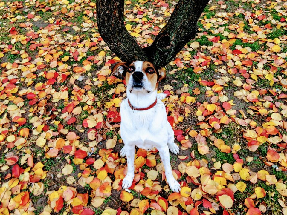 cute doggy with horns in the park