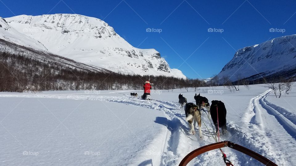 Dog sledding adventure