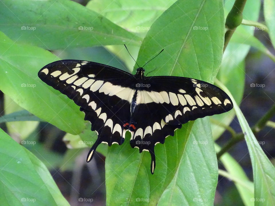 Black and Yellow Butterfly sitting on Leaves