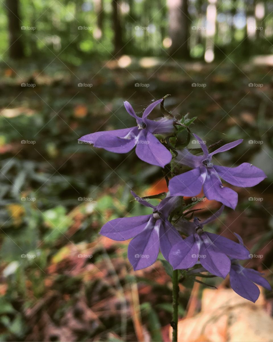 Beautiful Purple Wildflowers, Fall 2016 