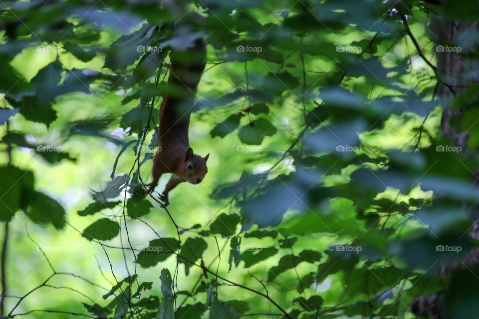 Red squirrel on a tree between leaves