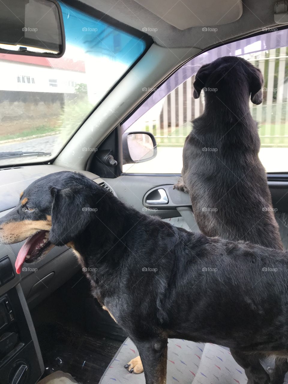 Adoram passear de carro e ficar na janela. 