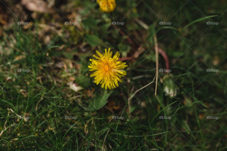 Dandelion