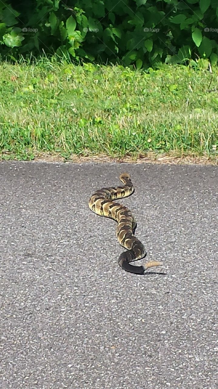 Why Did The Rattlesnake Cross the Road?