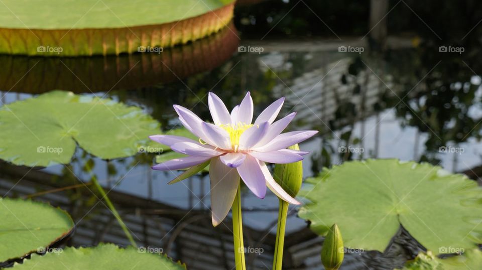 Water Lily