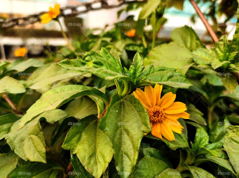 Yellow flower on the plant