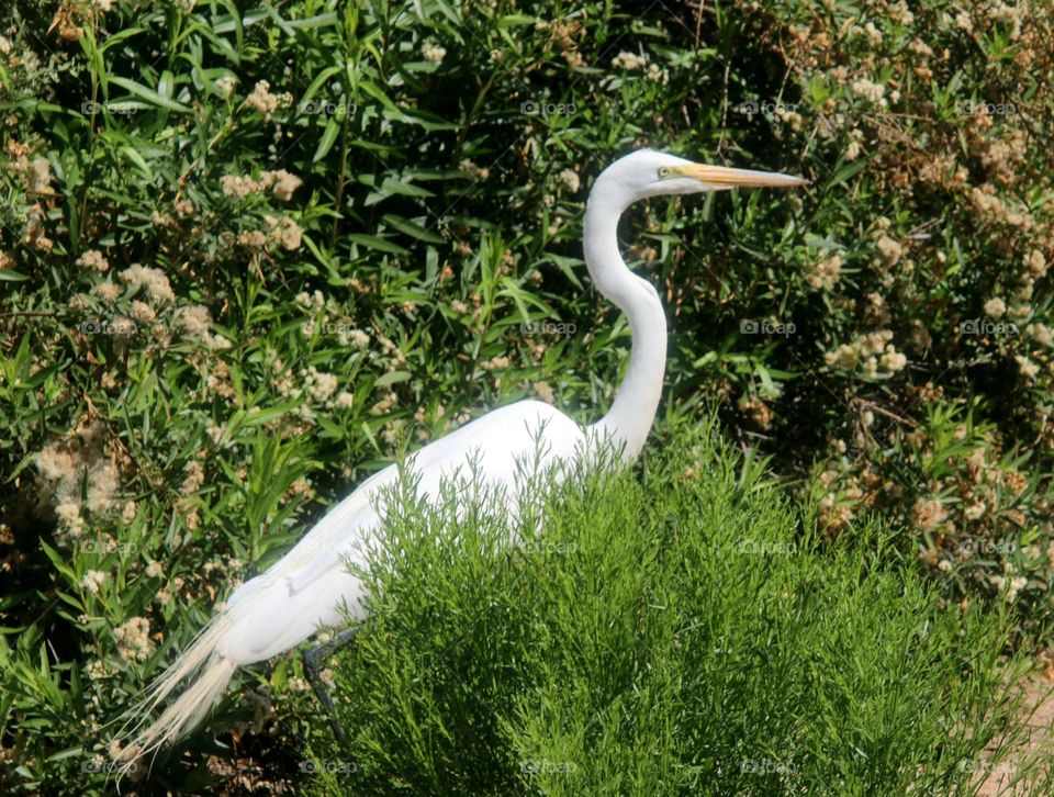 White Egret in the Bushes