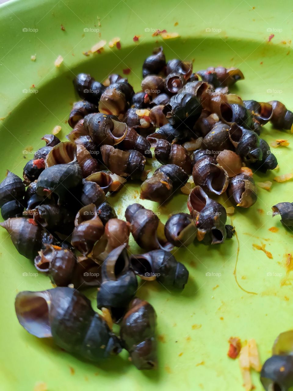 Snail shell on green plastic plate