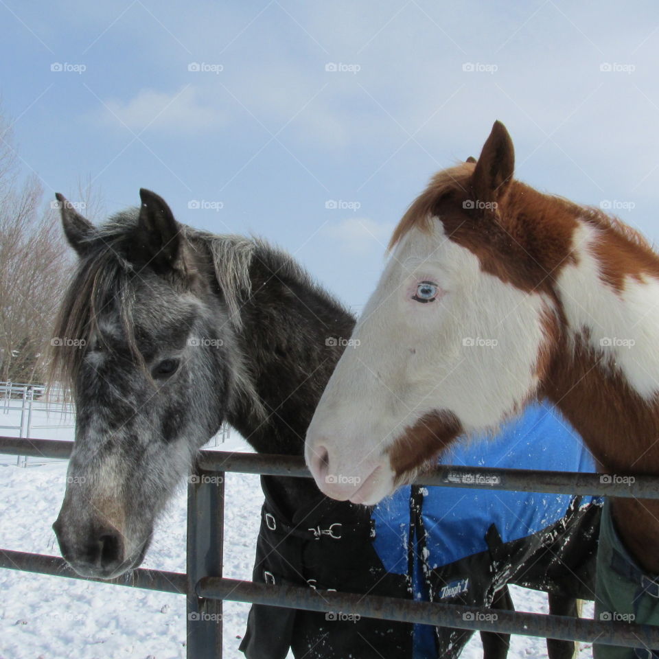 Two Horses in Winter Snow