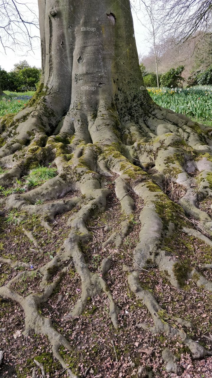 tree roots