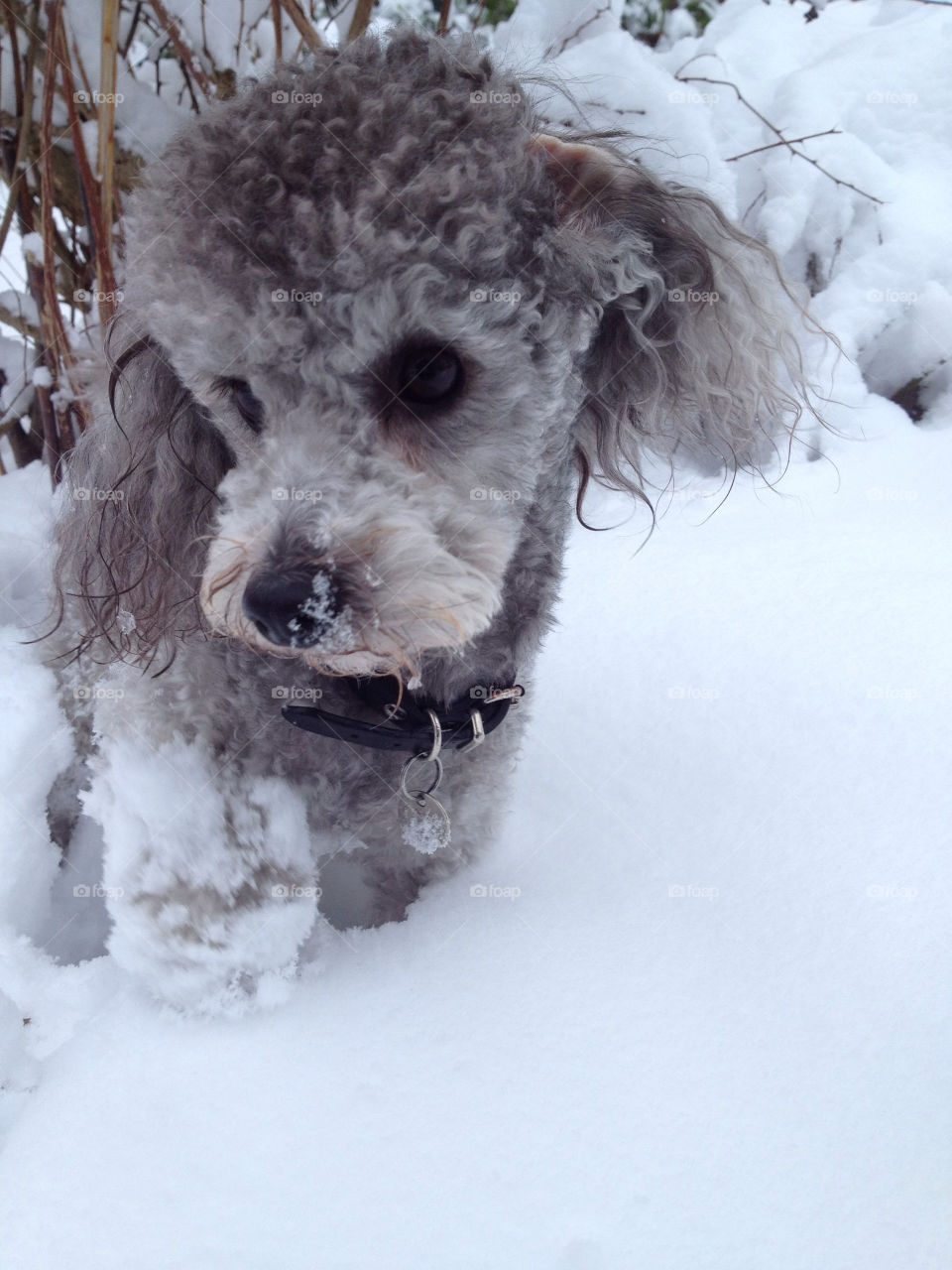 Snow toy poodle
