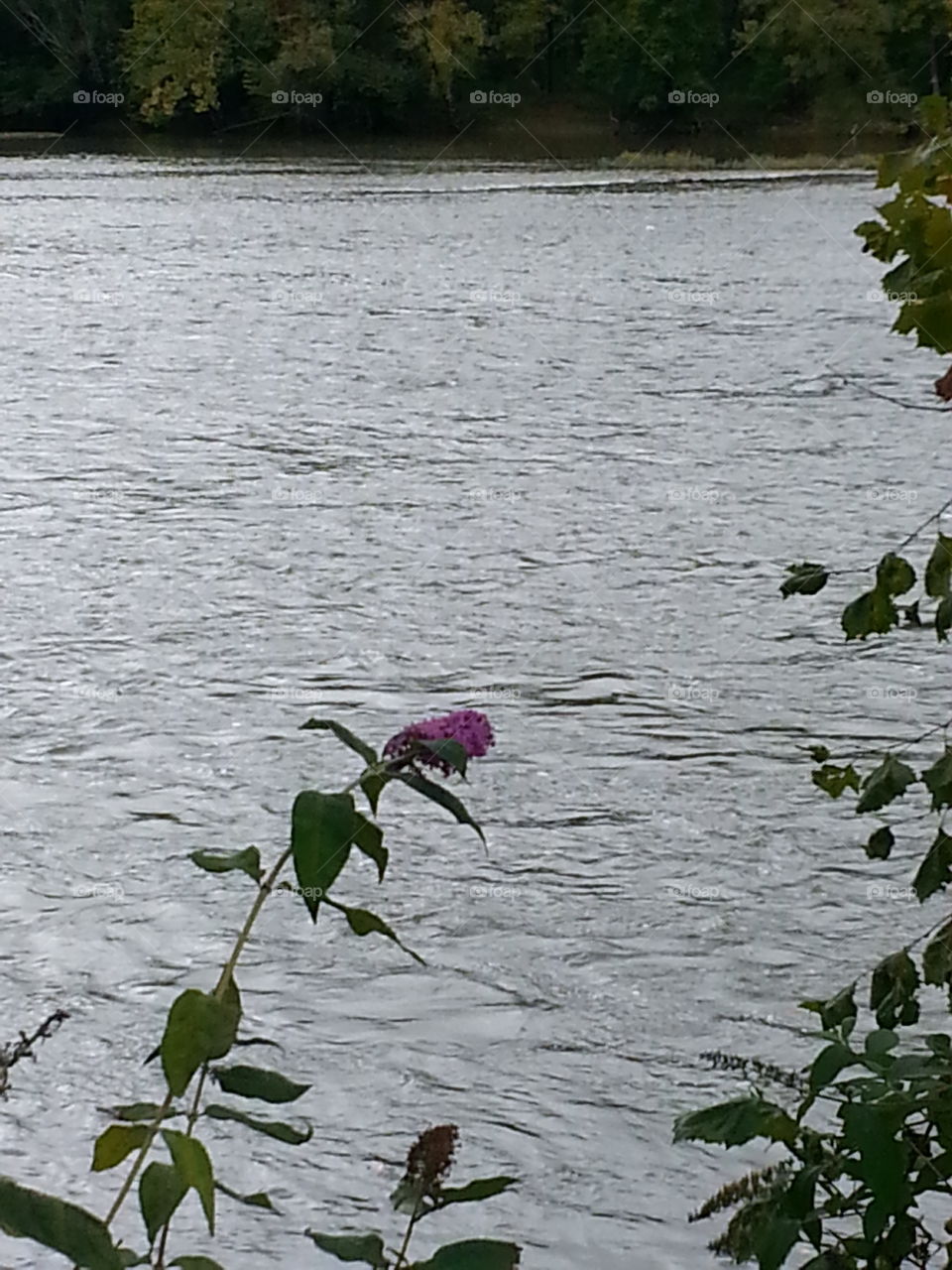 flower and water. The New River West Virginia 