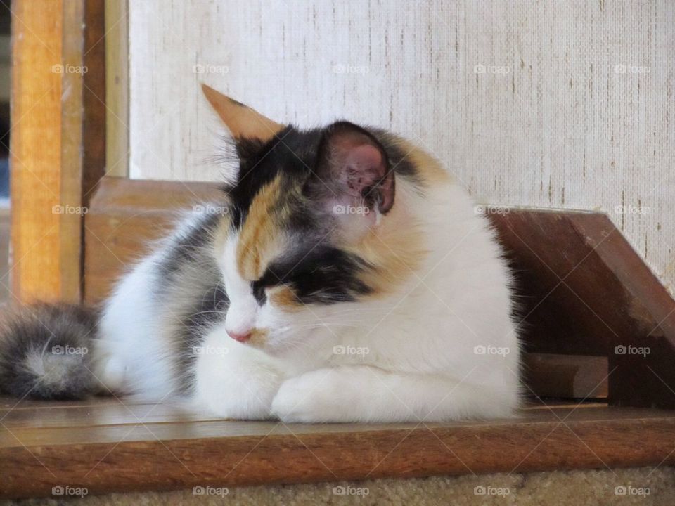 Calico cat napping