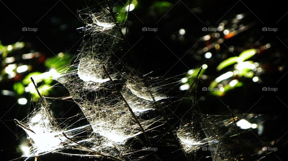 Saling webs