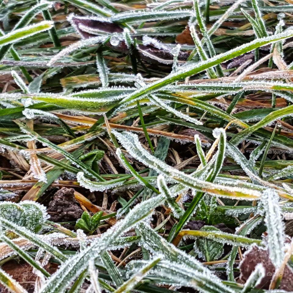 Early Morning Frost. crisp Michigan morning