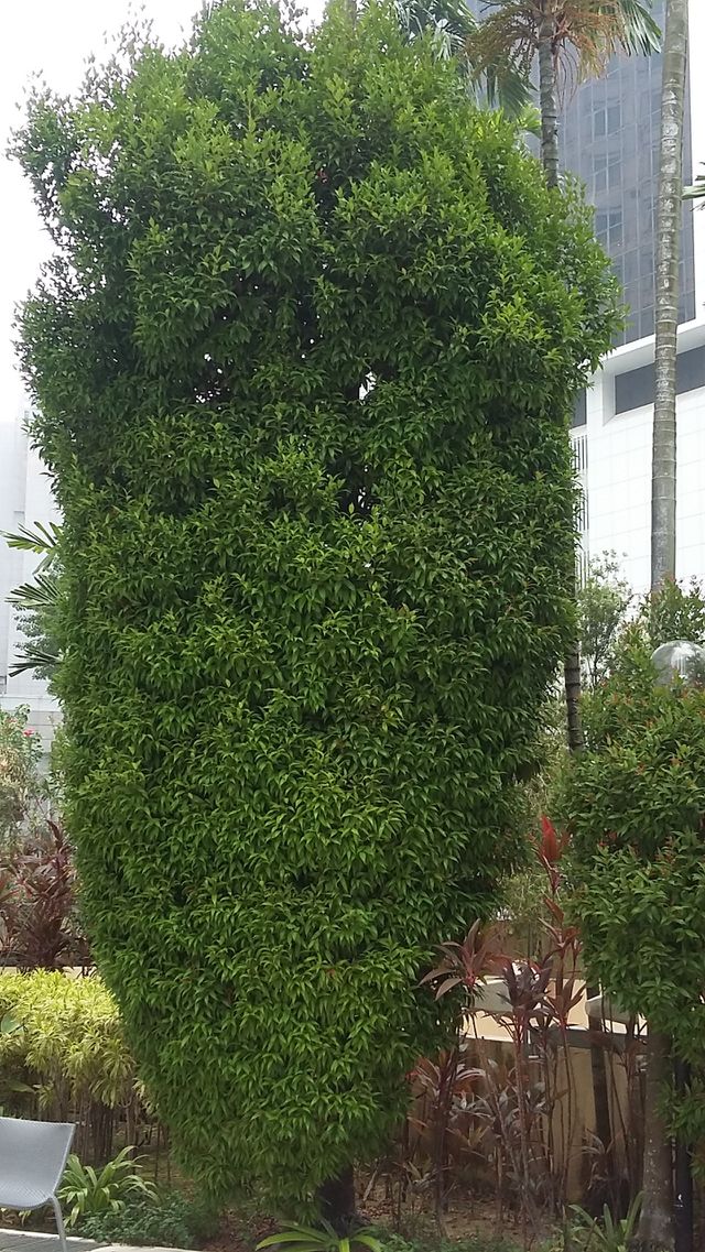 Tree and Leaf