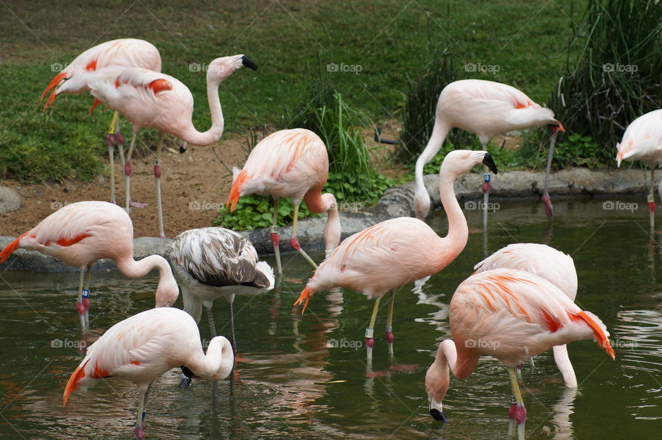 Flamingo at pond